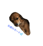 うちのケリーがすいません（個別スタンプ：5）