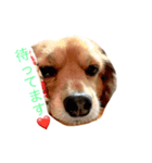 うちのケリーがすいません（個別スタンプ：7）