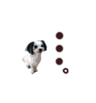 もふ犬の気まぐれすたんぷ（個別スタンプ：6）
