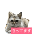 わさびとしろちゃん（個別スタンプ：4）