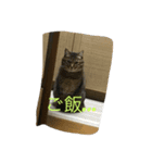 わさびとしろちゃん（個別スタンプ：5）