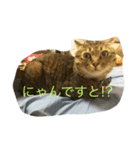 わさびとしろちゃん（個別スタンプ：7）