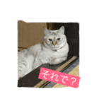 わさびとしろちゃん（個別スタンプ：10）