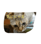 わさびとしろちゃん（個別スタンプ：12）