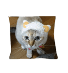 わさびとしろちゃん（個別スタンプ：16）