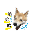 Shiba Inu - Lettuce.（個別スタンプ：1）