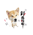Shiba Inu - Lettuce.（個別スタンプ：3）