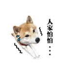 Shiba Inu - Lettuce.（個別スタンプ：4）