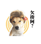 Shiba Inu - Lettuce.（個別スタンプ：5）