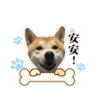 Shiba Inu - Lettuce.（個別スタンプ：6）
