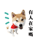 Shiba Inu - Lettuce.（個別スタンプ：7）
