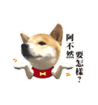 Shiba Inu - Lettuce.（個別スタンプ：8）