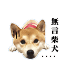 Shiba Inu - Lettuce.（個別スタンプ：10）