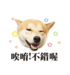 Shiba Inu - Lettuce.（個別スタンプ：11）