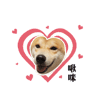 Shiba Inu - Lettuce.（個別スタンプ：12）