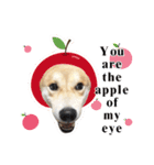 Shiba Inu - Lettuce.（個別スタンプ：13）