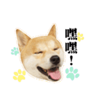Shiba Inu - Lettuce.（個別スタンプ：14）