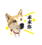 Shiba Inu - Lettuce.（個別スタンプ：16）