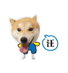 Shiba Inu - Lettuce.（個別スタンプ：17）
