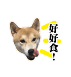 Shiba Inu - Lettuce.（個別スタンプ：18）