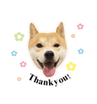 Shiba Inu - Lettuce.（個別スタンプ：19）