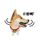 Shiba Inu - Lettuce.（個別スタンプ：20）
