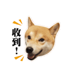 Shiba Inu - Lettuce.（個別スタンプ：21）