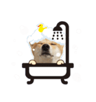 Shiba Inu - Lettuce.（個別スタンプ：23）