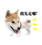 Shiba Inu - Lettuce.（個別スタンプ：24）