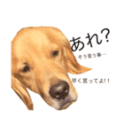 goldenretriever  my dog（個別スタンプ：1）