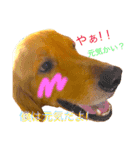 goldenretriever  my dog（個別スタンプ：2）