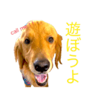 goldenretriever  my dog（個別スタンプ：4）