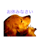 goldenretriever  my dog（個別スタンプ：5）