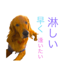 goldenretriever  my dog（個別スタンプ：6）