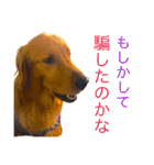 goldenretriever  my dog（個別スタンプ：7）