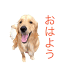 goldenretriever  my dog（個別スタンプ：10）