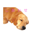 goldenretriever  my dog（個別スタンプ：11）