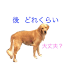 goldenretriever  my dog（個別スタンプ：12）