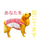 goldenretriever  my dog（個別スタンプ：13）