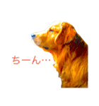 goldenretriever  my dog（個別スタンプ：15）