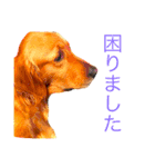 goldenretriever  my dog（個別スタンプ：16）