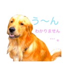 goldenretriever  my dog（個別スタンプ：17）