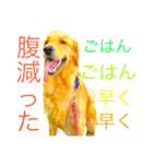 goldenretriever  my dog（個別スタンプ：18）