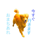 goldenretriever  my dog（個別スタンプ：19）