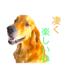 goldenretriever  my dog（個別スタンプ：20）