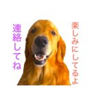 goldenretriever  my dog（個別スタンプ：21）