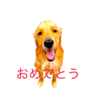 goldenretriever  my dog（個別スタンプ：22）