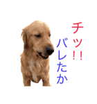 goldenretriever  my dog（個別スタンプ：23）