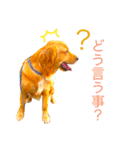 goldenretriever  my dog（個別スタンプ：24）