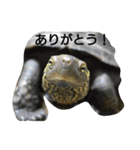 カメ好きのための実写日常スタンプ（個別スタンプ：2）